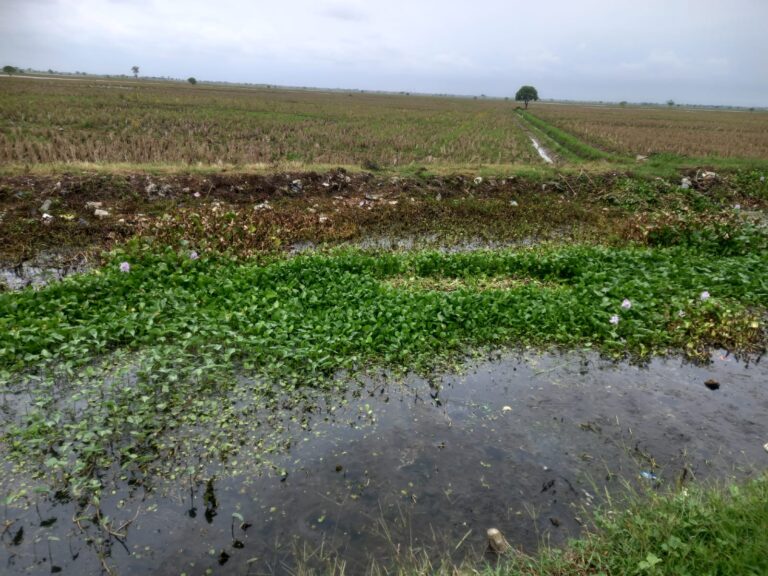 Petani Karawang Terancam Gagal Tanam! Saluran Irigasi Dipenuhi Sampah dan Eceng Gondok